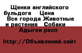 Щенки английского бульдога  › Цена ­ 60 000 - Все города Животные и растения » Собаки   . Адыгея респ.